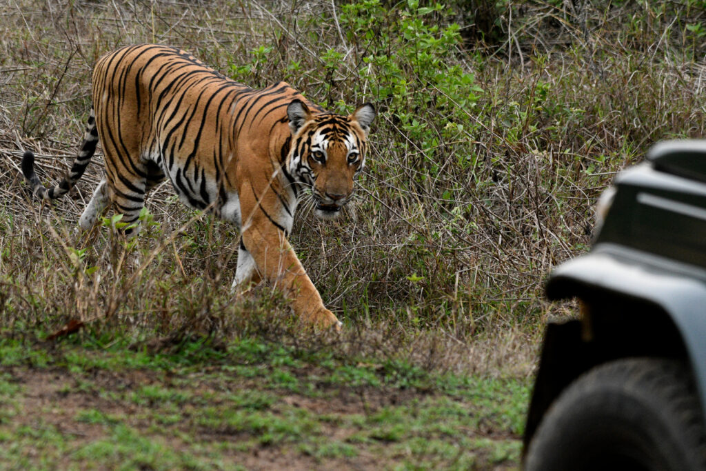 Tigre dans le parc national de Nagarhole 