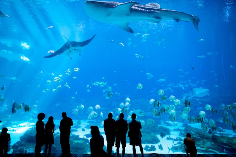 Top 15 most beautiful aquariums in France in 2025