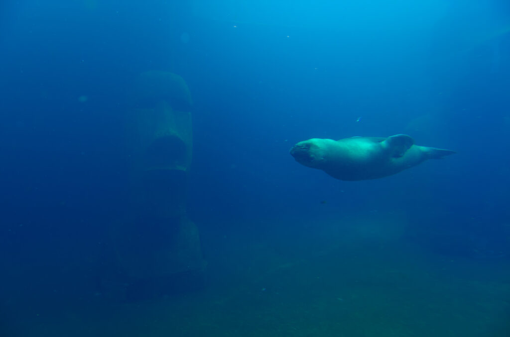 Phoque nageant dans son bassin autour d'une sculpture d'une tête de l’île de pâque, seaquarium du Grau du Roi