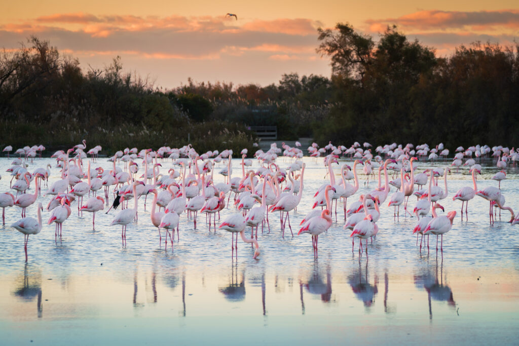 Flamants roses en Camargue