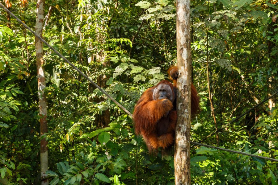Wohin soll man reisen, um Orang-Utans zu sehen? Die besten Reiseziele