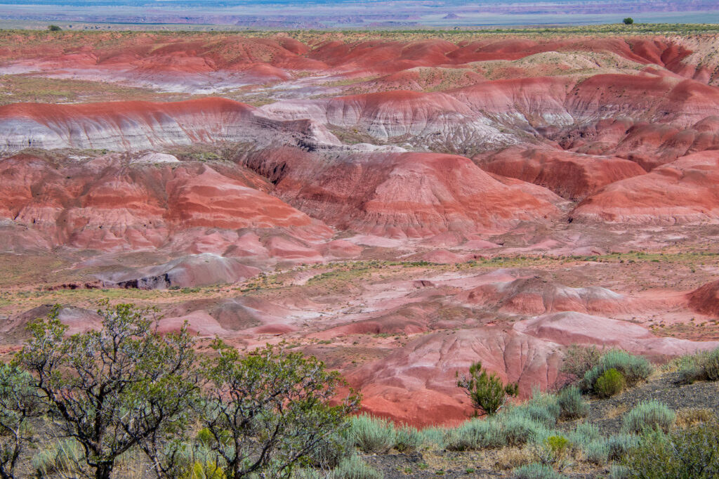 Petrified Forest National Park