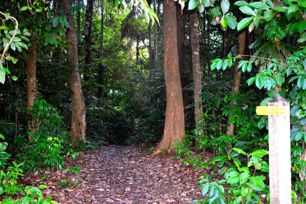 Montagne des Singes à Kourou