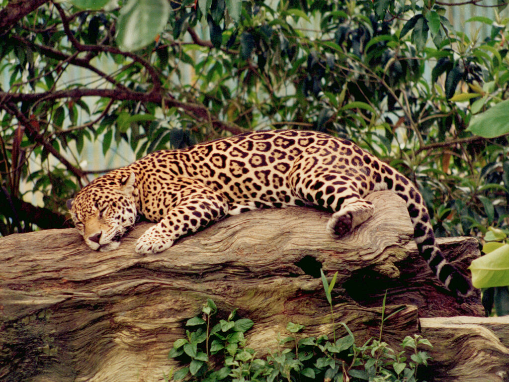 Jaguar en Guyane