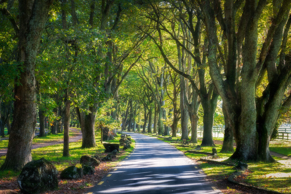 Cornwall Park 