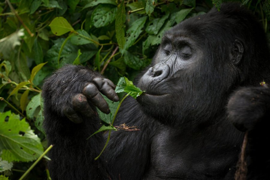 Wohin soll man reisen, um Gorillas zu sehen? Die besten Reiseziele