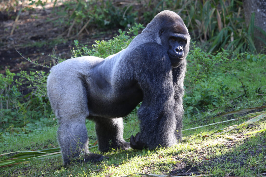 Où partir pour voir des gorilles ? Au Rwanda