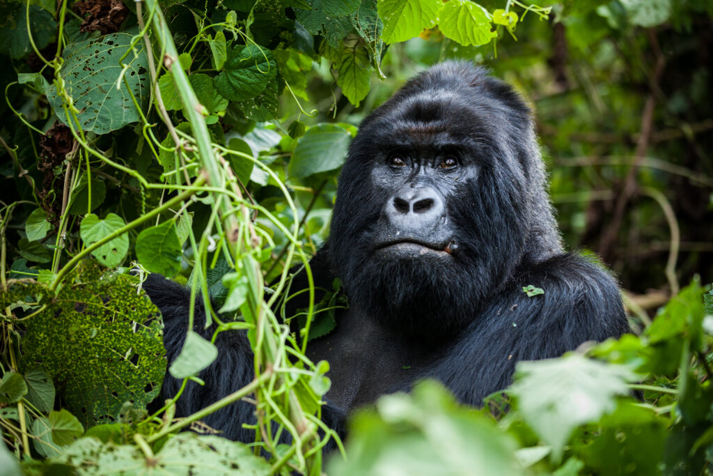 Où partir pour voir des gorilles ? En République démocratique du Congo