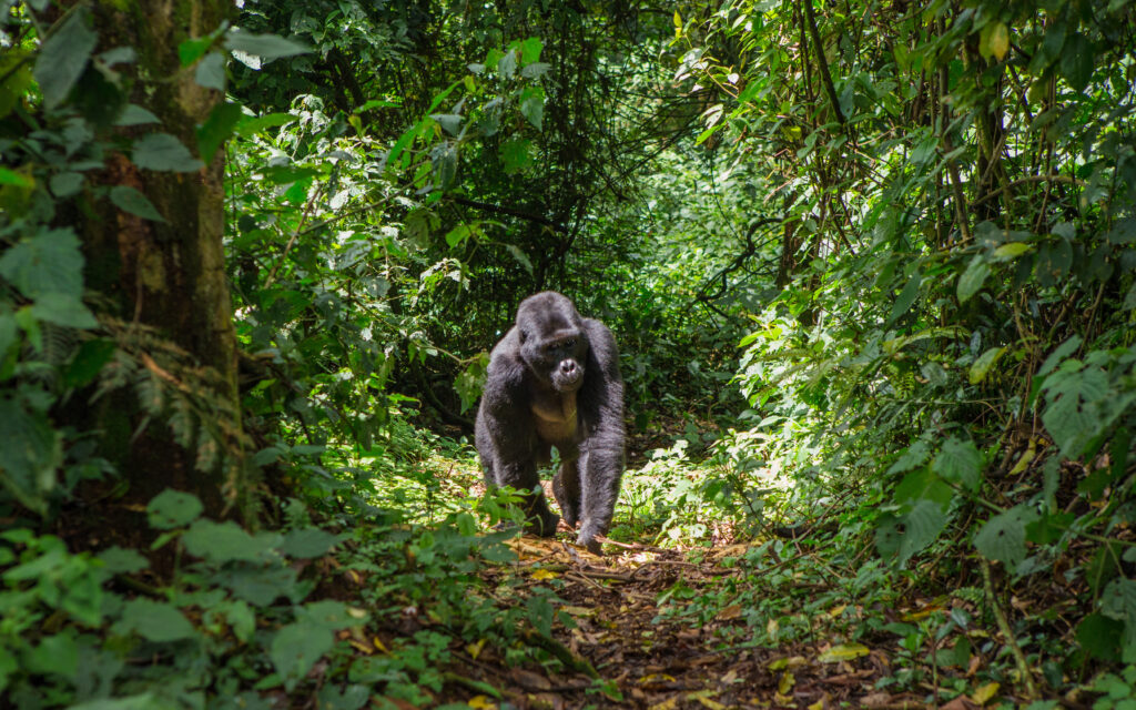 Où partir pour voir des gorilles ? En Ouganda