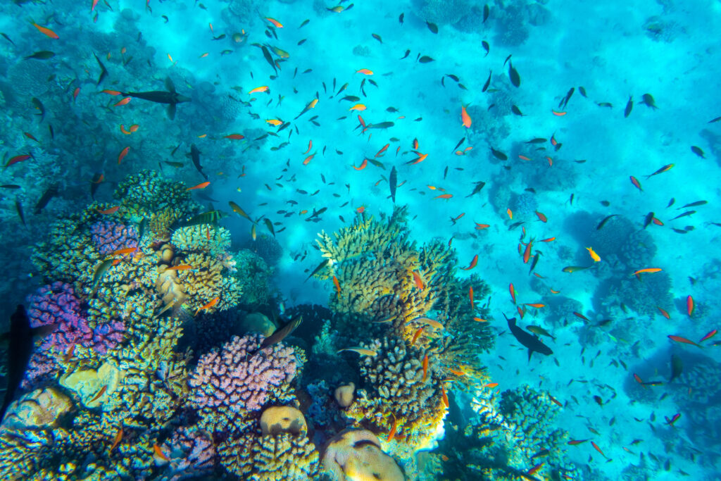 Poissons tropicaux dans le Parc national de Ras Mohammed 
