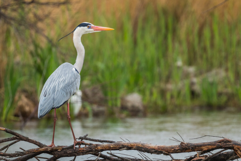 Que faire dans le Doubs ? Observer les oiseaux