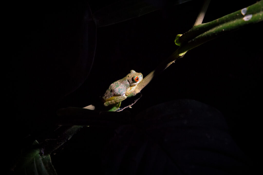 Grenouille de nuit dans la forêt de Monteverde, Costa Rica