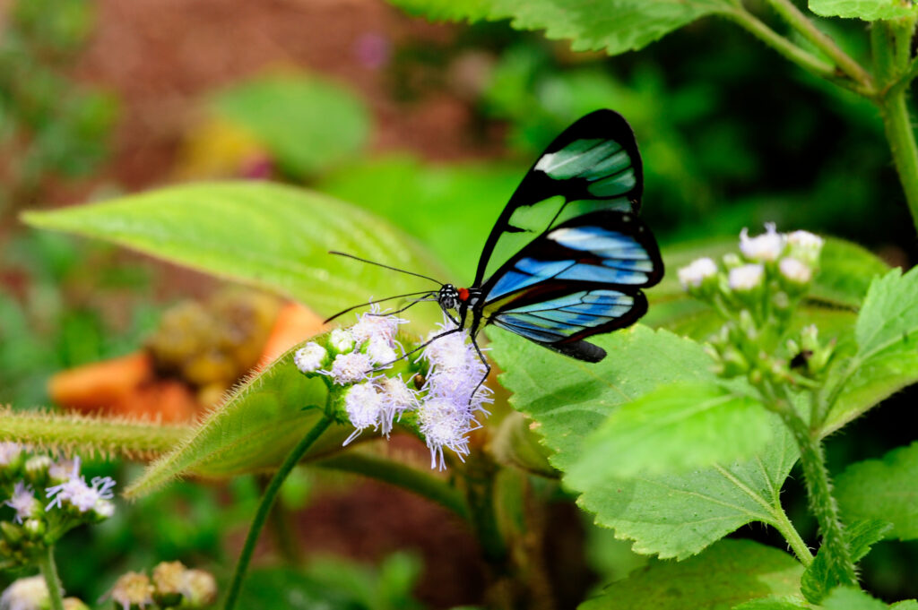 Papillon au jardins de Mariposas