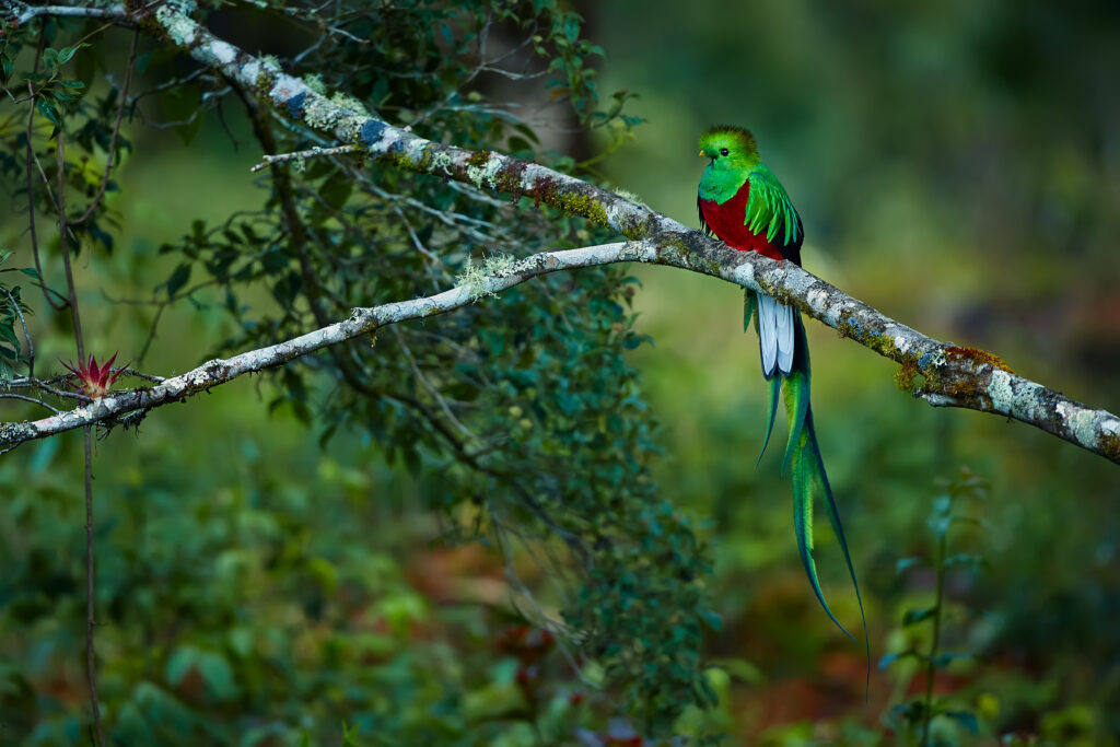Le Quetzal Resplendissant, un oiseau mythique au Costa Rica