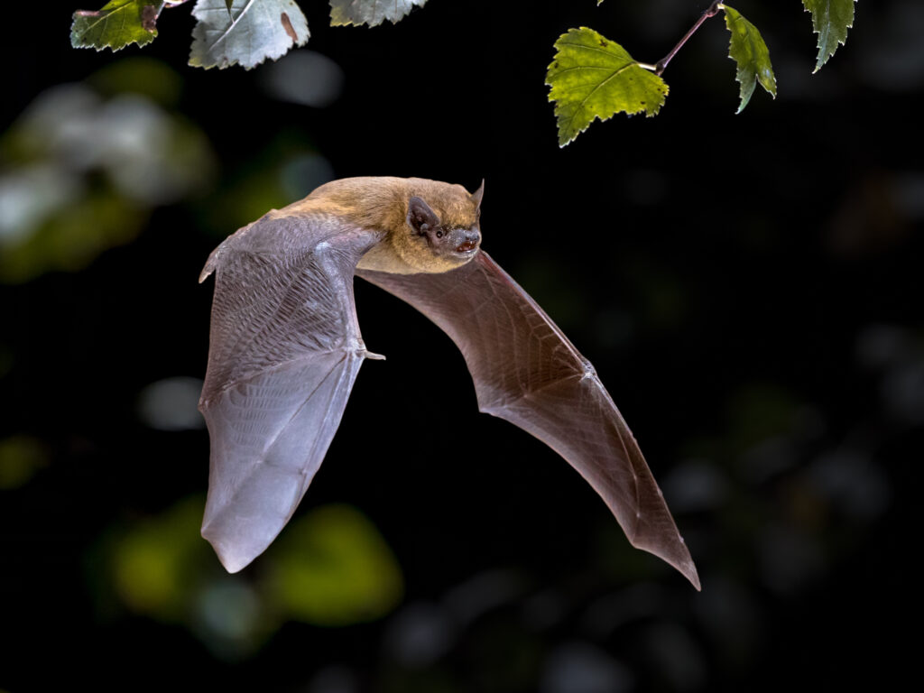 Chauve souris