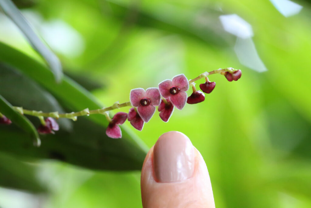 Mini orchidée