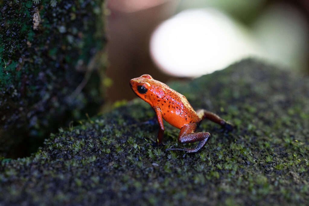 Grenouille dans son habitat naturel