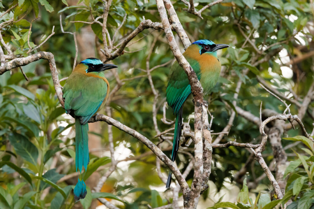 Oiseaux dans la Réserve forestière de Santa Elena