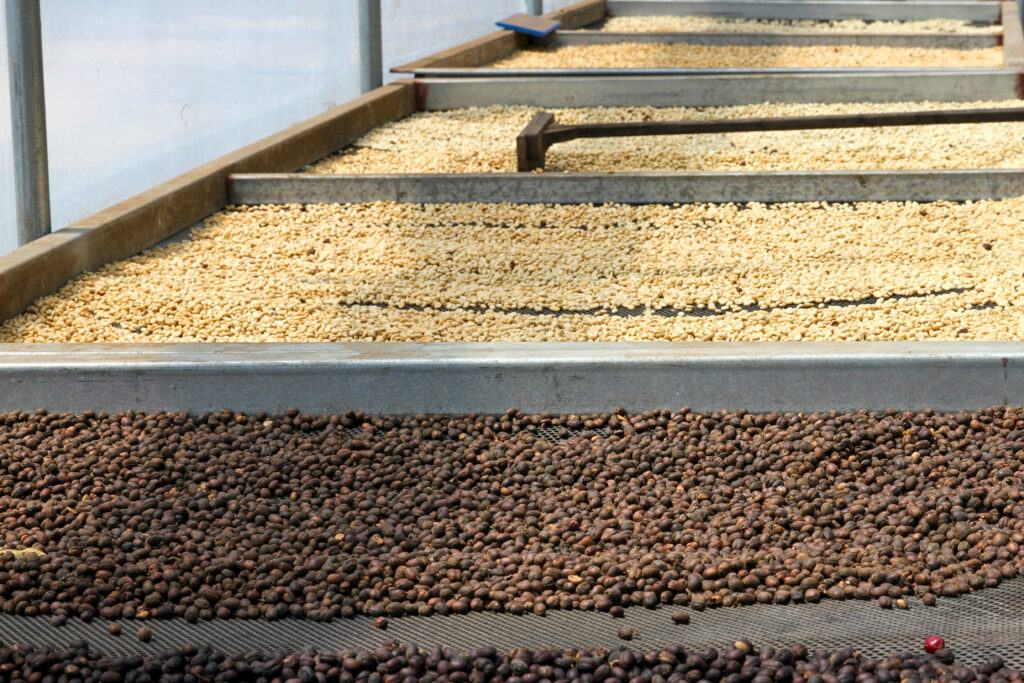 Grains de café, Monteverde