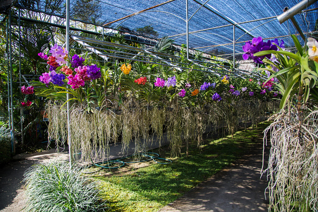 Bai Orchid & butterfly farm - Thaïlande du Nord