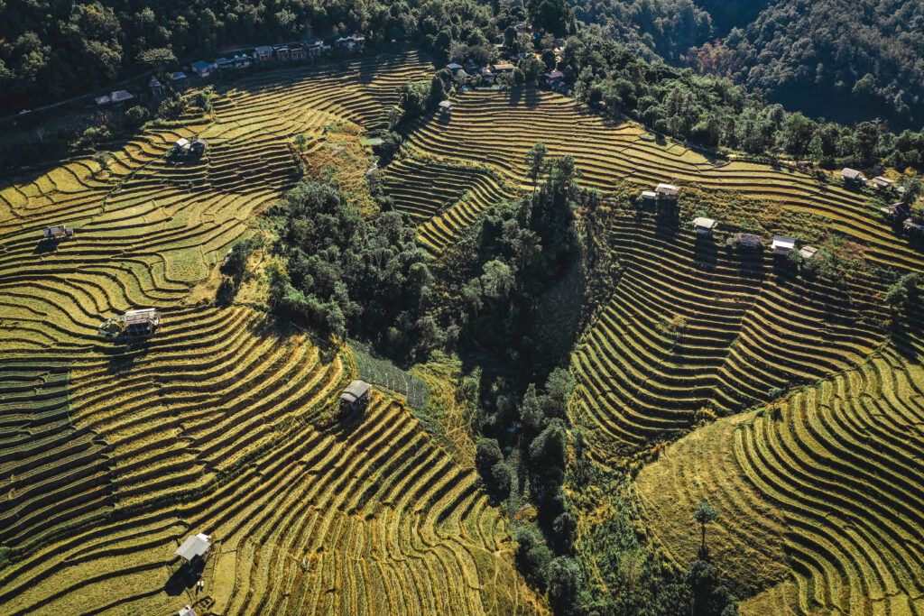 Vue sur les rizières de Ban Pa Pong Pieng