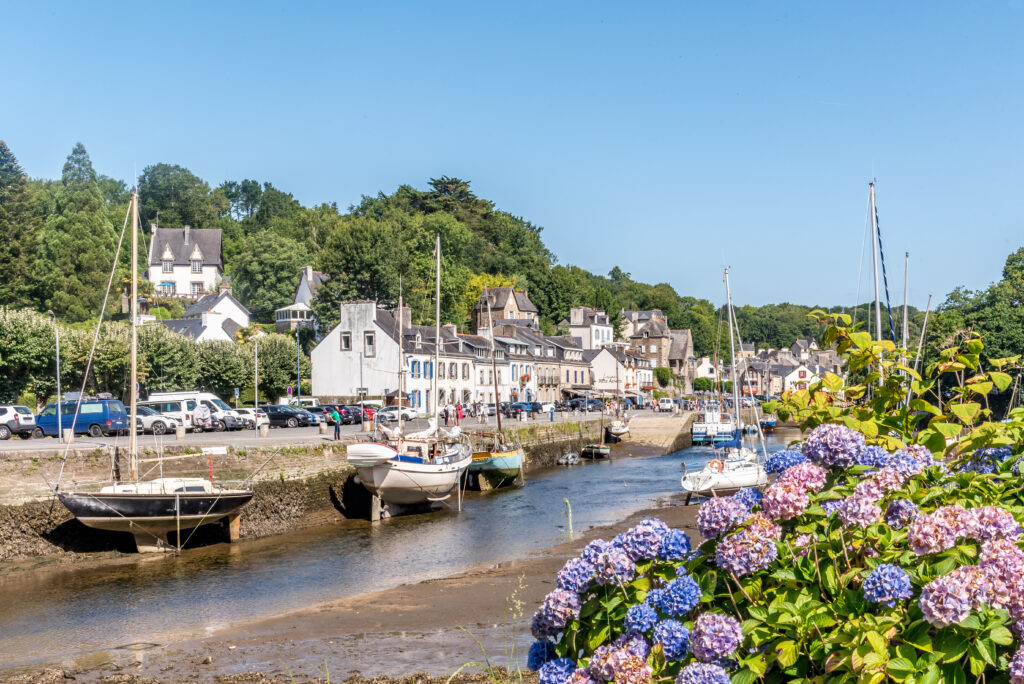 Hortensias à Pont Aven