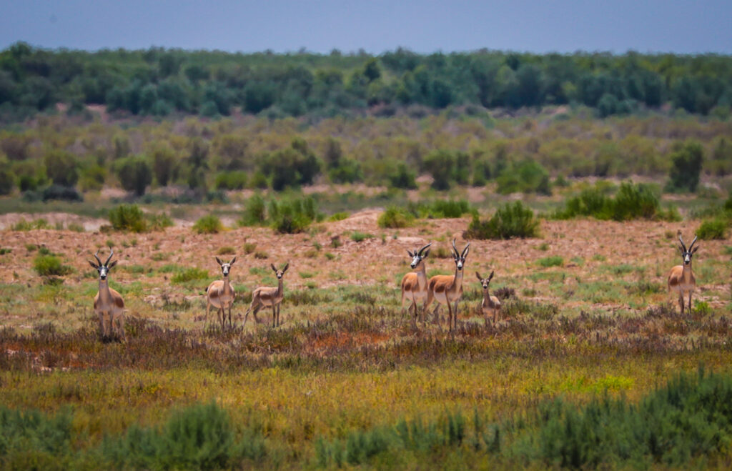 Centre Écologique "Jeyran"