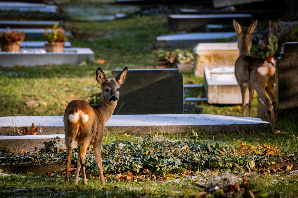 Biches dans le cimetière central de Vienne - plus beaux cimetières