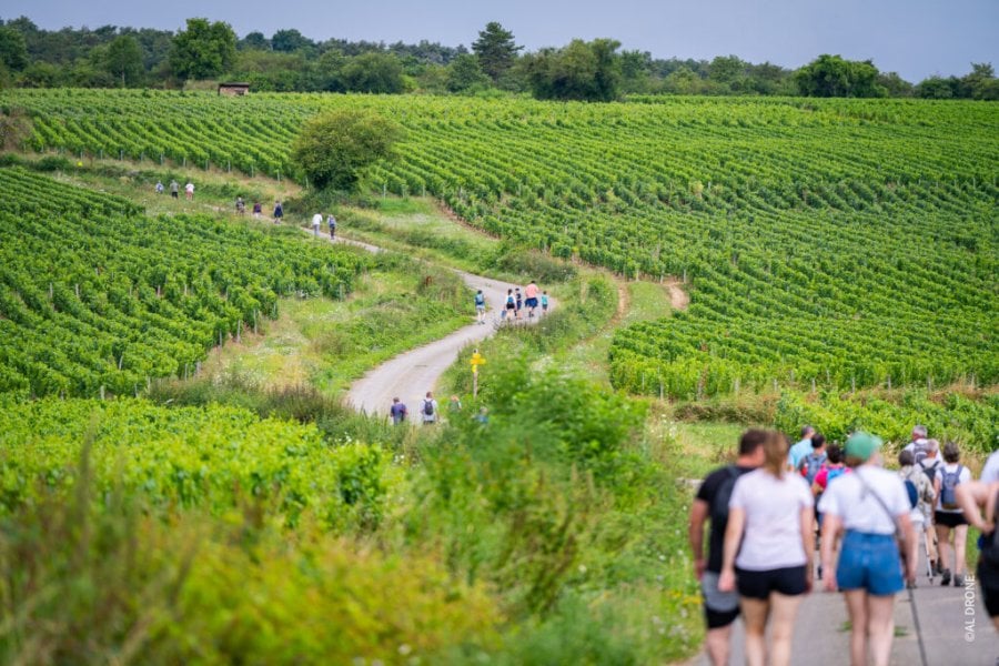 Œnotourisme : les 3 événements à ne surtout pas manquer cet été !