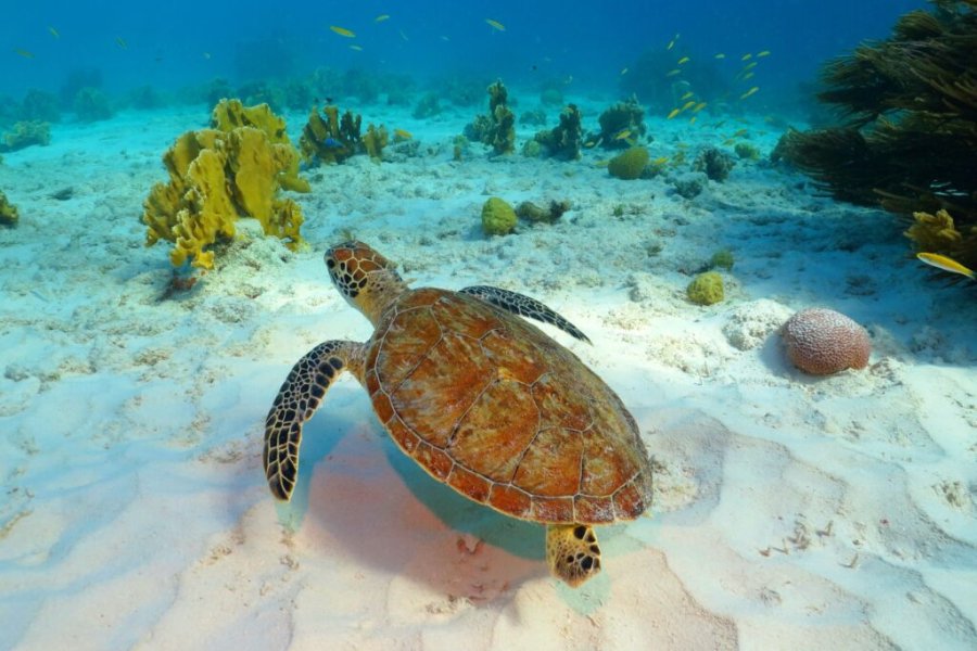 Où partir pour nager avec des tortues en 2025 ? Les meilleures destinations