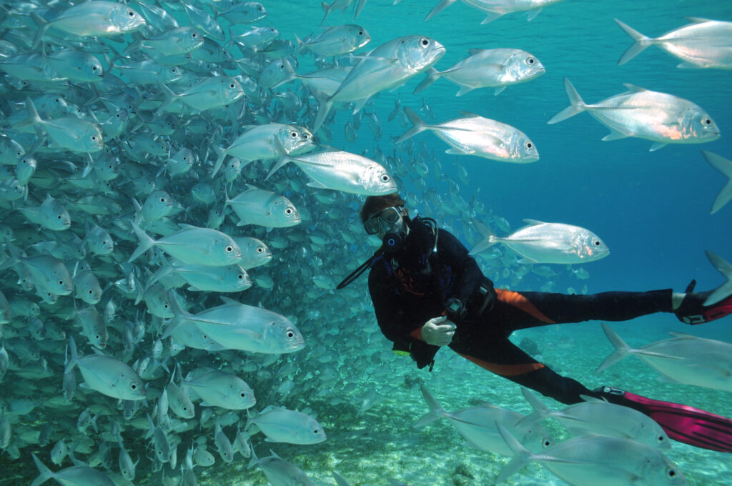 Plongée aux Philippines