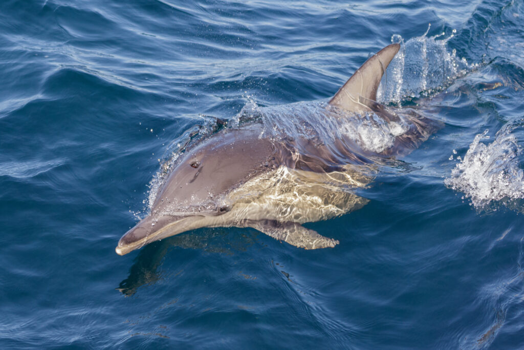 Où partir pour plonger avec des dauphins ? À Port Stephens