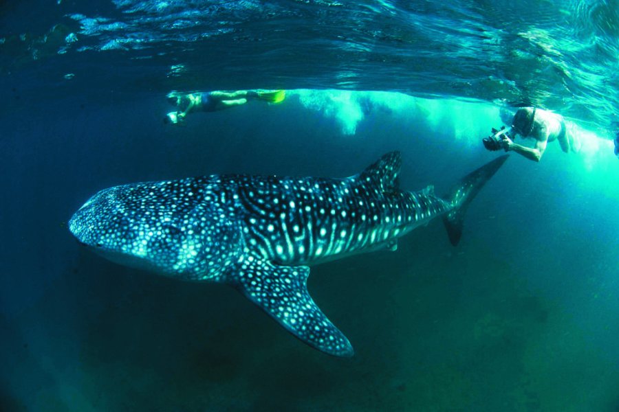 Où partir pour plonger avec des requins en 2025 ? Les meilleures destinations