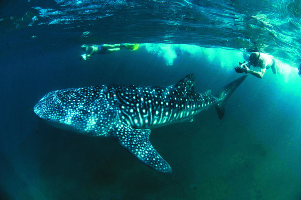 Requins-baleines.