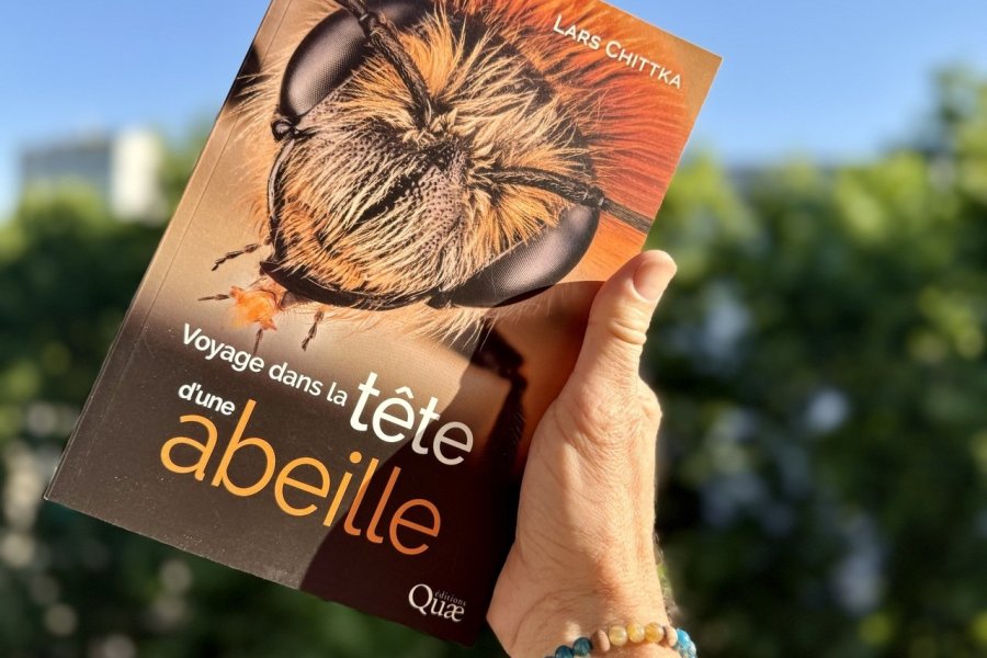Conseil de lecture : Voyage dans la tête d'une abeille - Lars Chittka