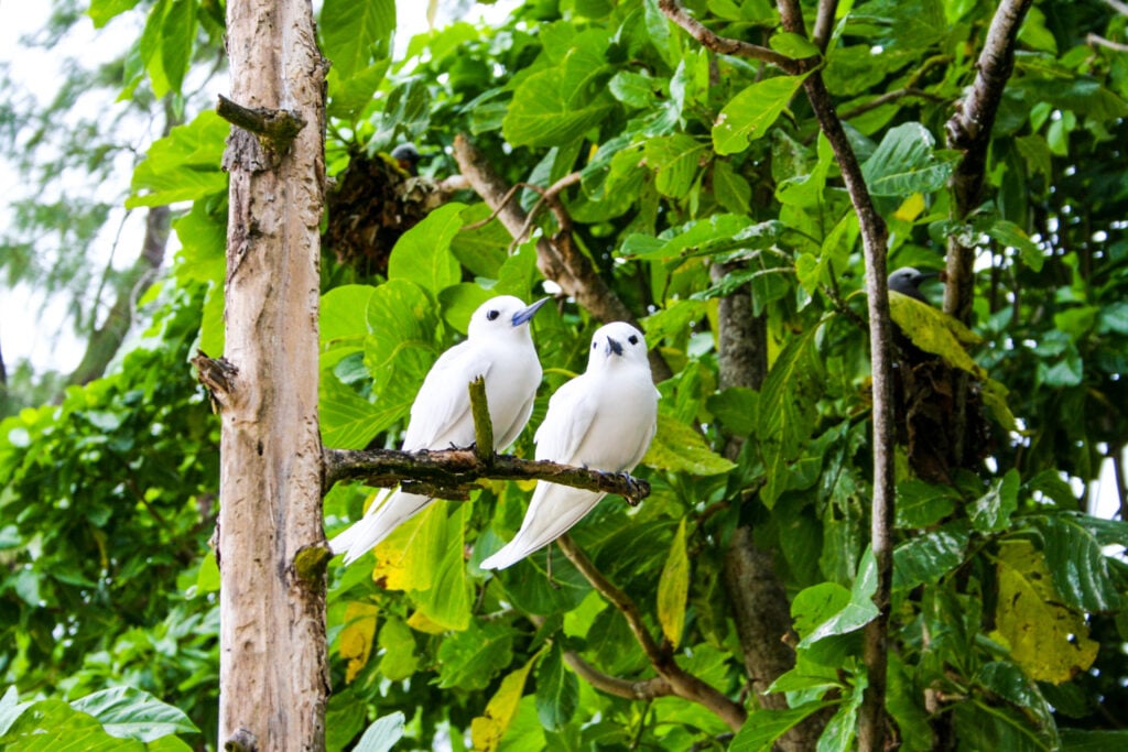 Quelle île choisir aux Seychelles ? Bird, un paradis ornithologique