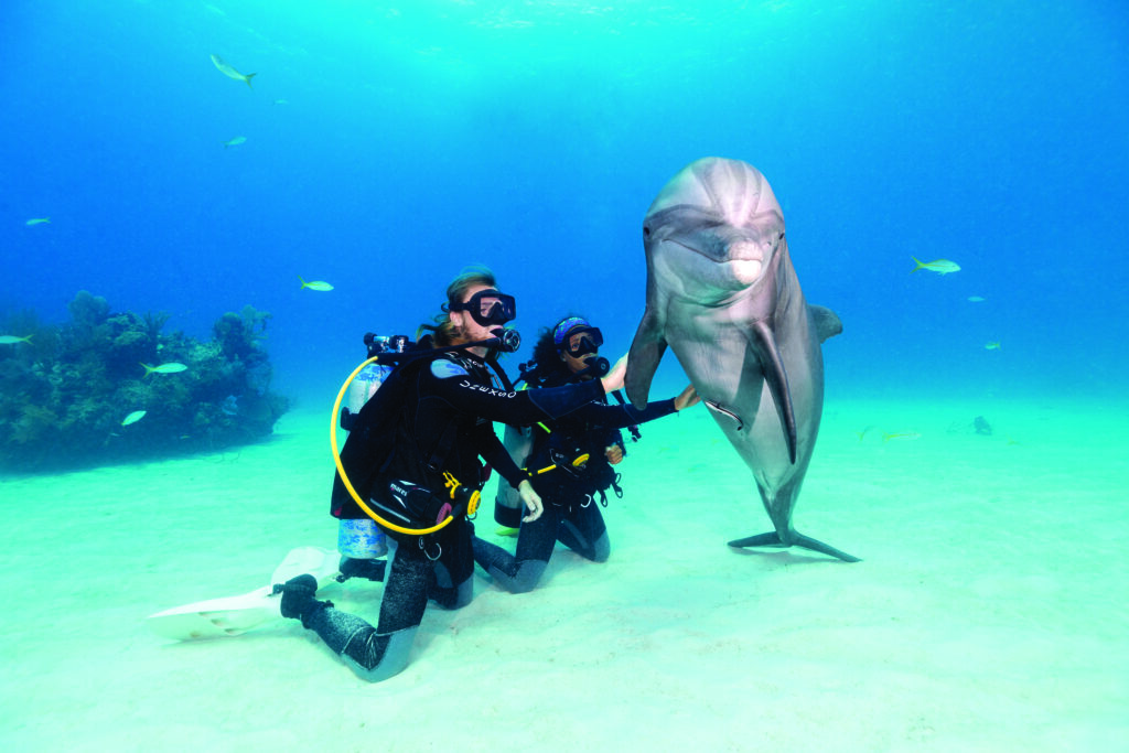 Rencontre sous-marine avec un dauphin.