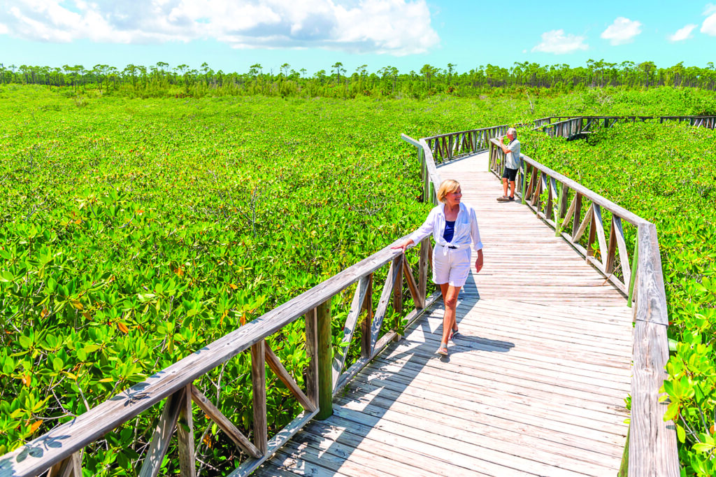 Mangroves dans le Parc national Lucayan.