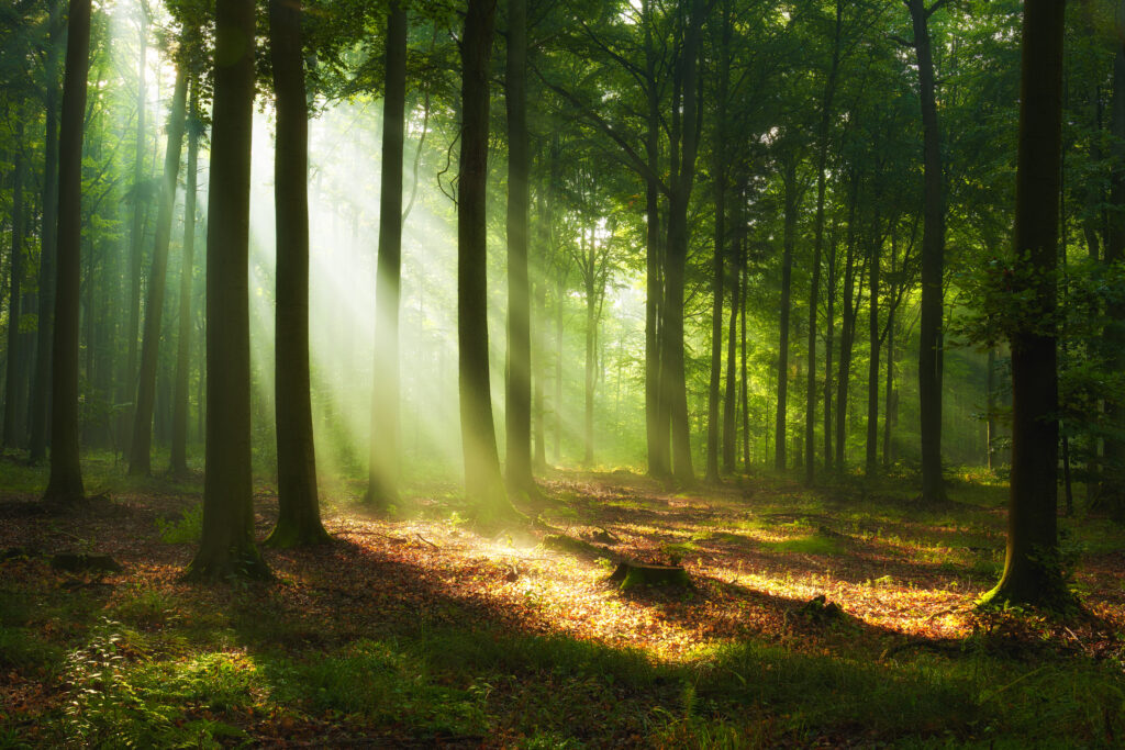 Nuits des forêts 2025