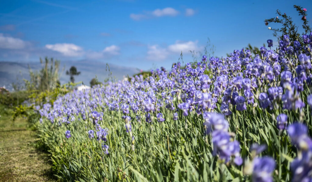 Balade bucolique dans les champs de fleurs à Grasse