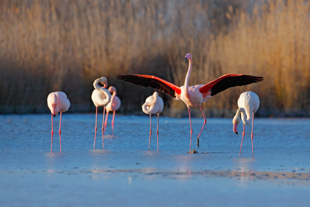 Flamants roses