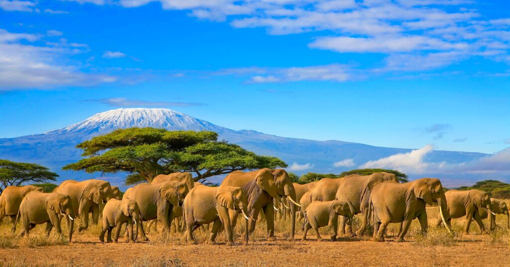 Que faire au Kenya ?