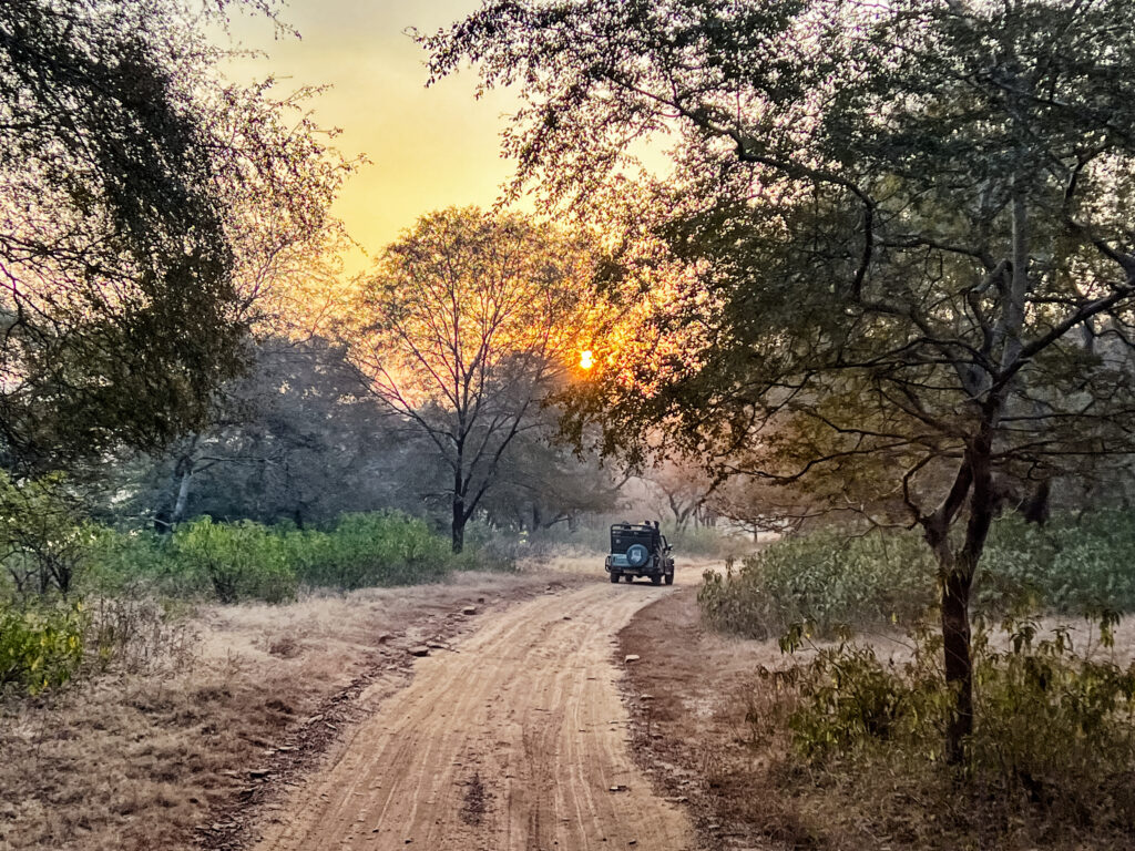 Safari au Parc national Ranthambore