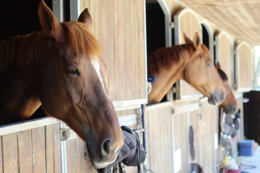 Chevaux dans un haras