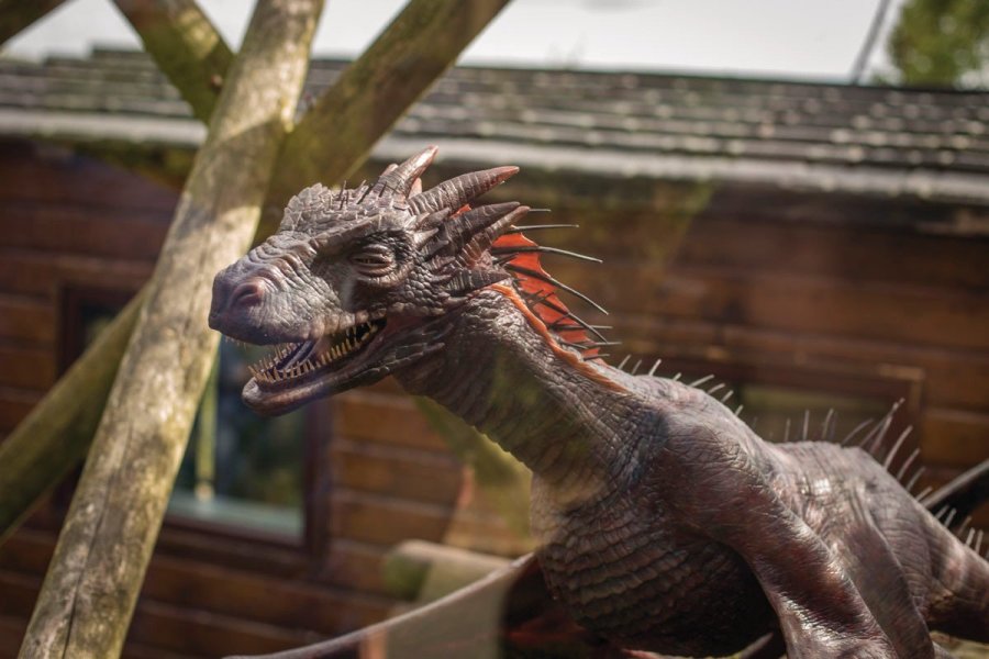 Un dragon au Zoo de Belfast !