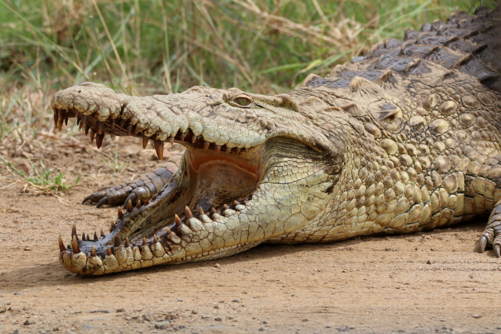 Crocodile