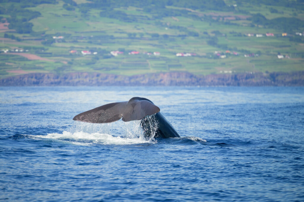 Quelle île choisir pour des vacances aux Açores ? Faial