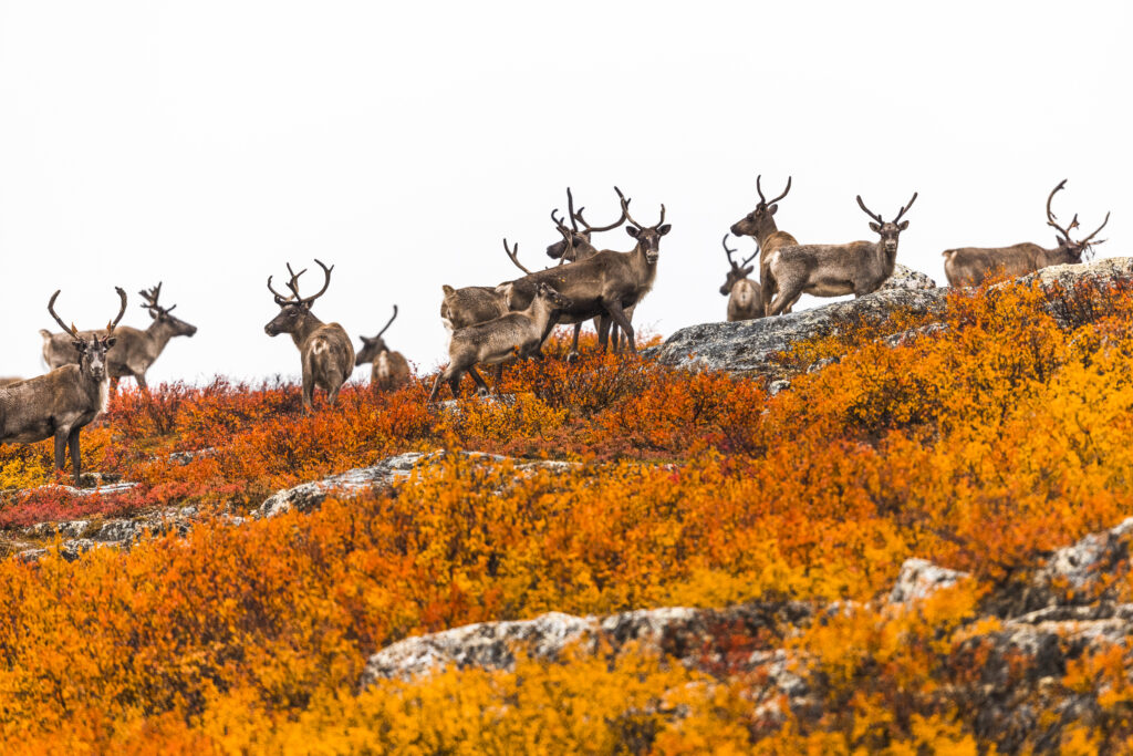 Caribous