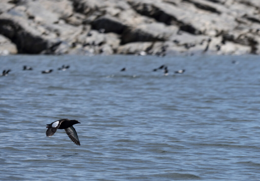 Oiseaux