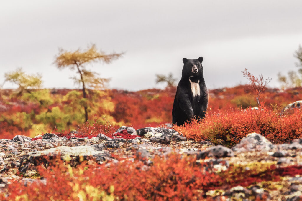Ours noir